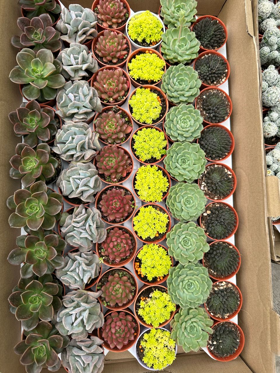Succulents