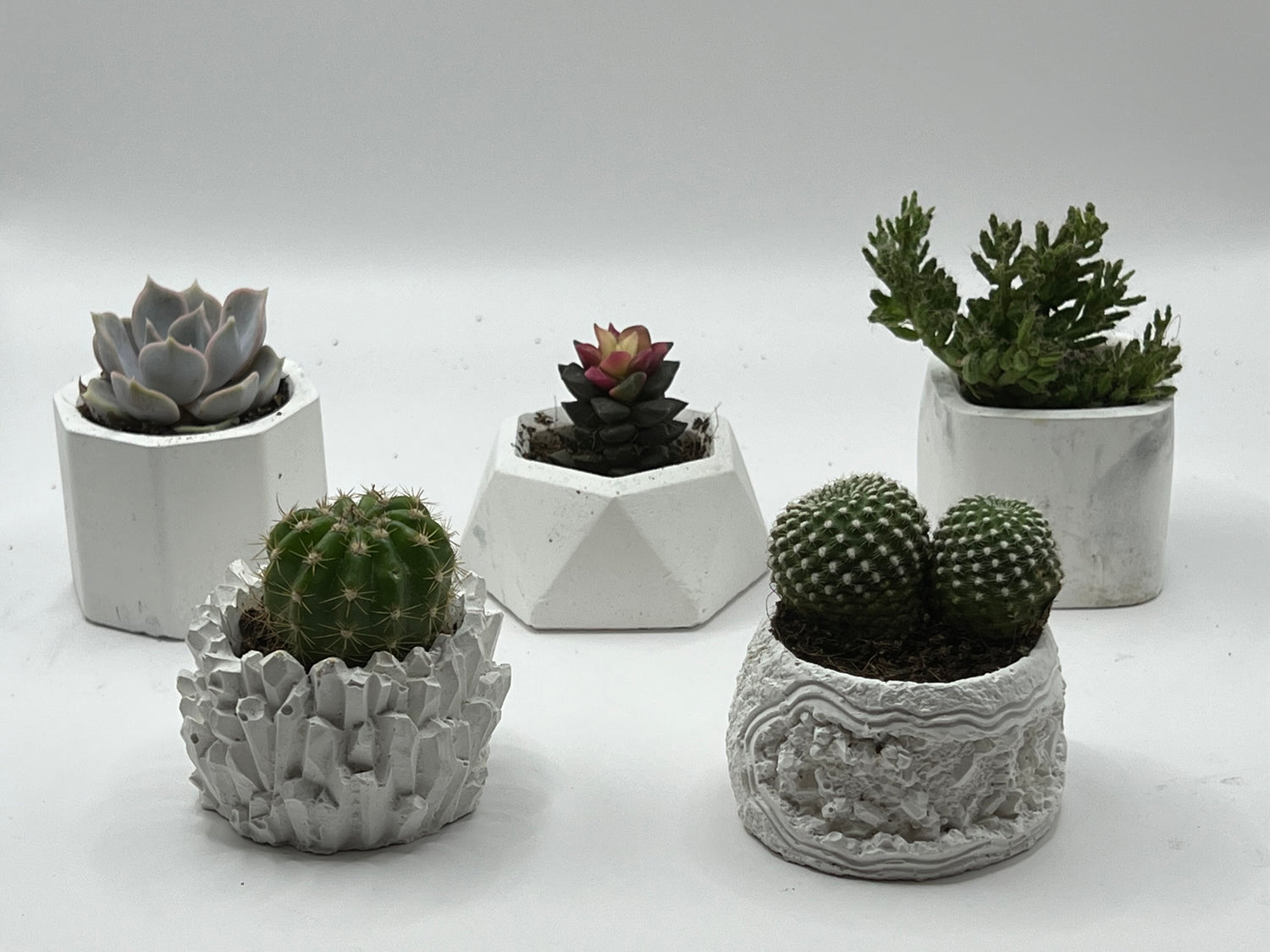 Succulent Pot