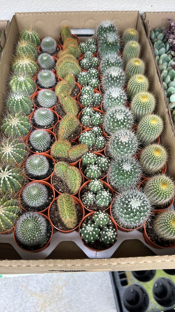 Succulents