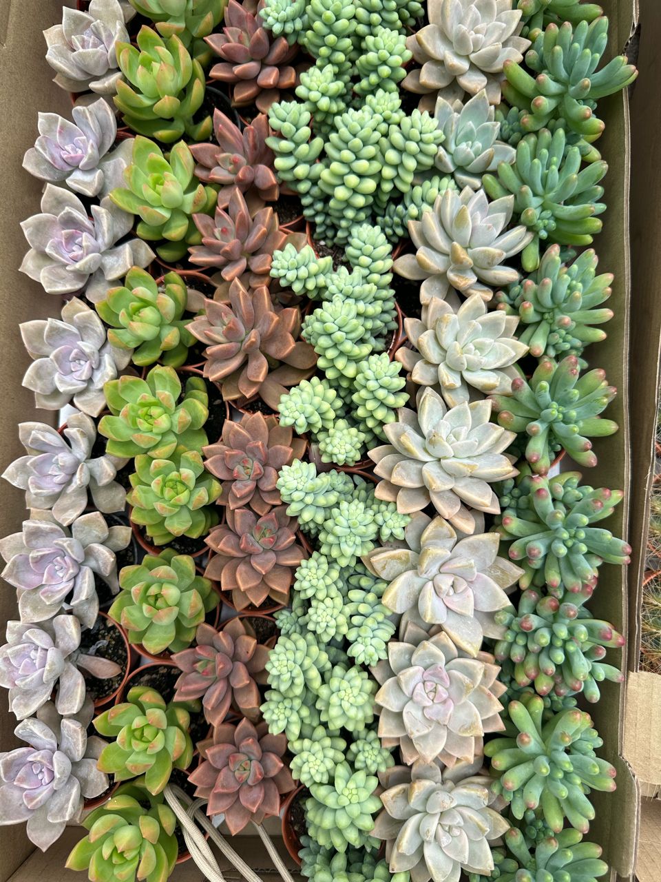 Succulents