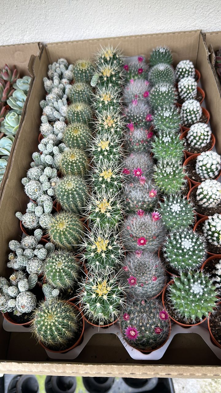 Succulents