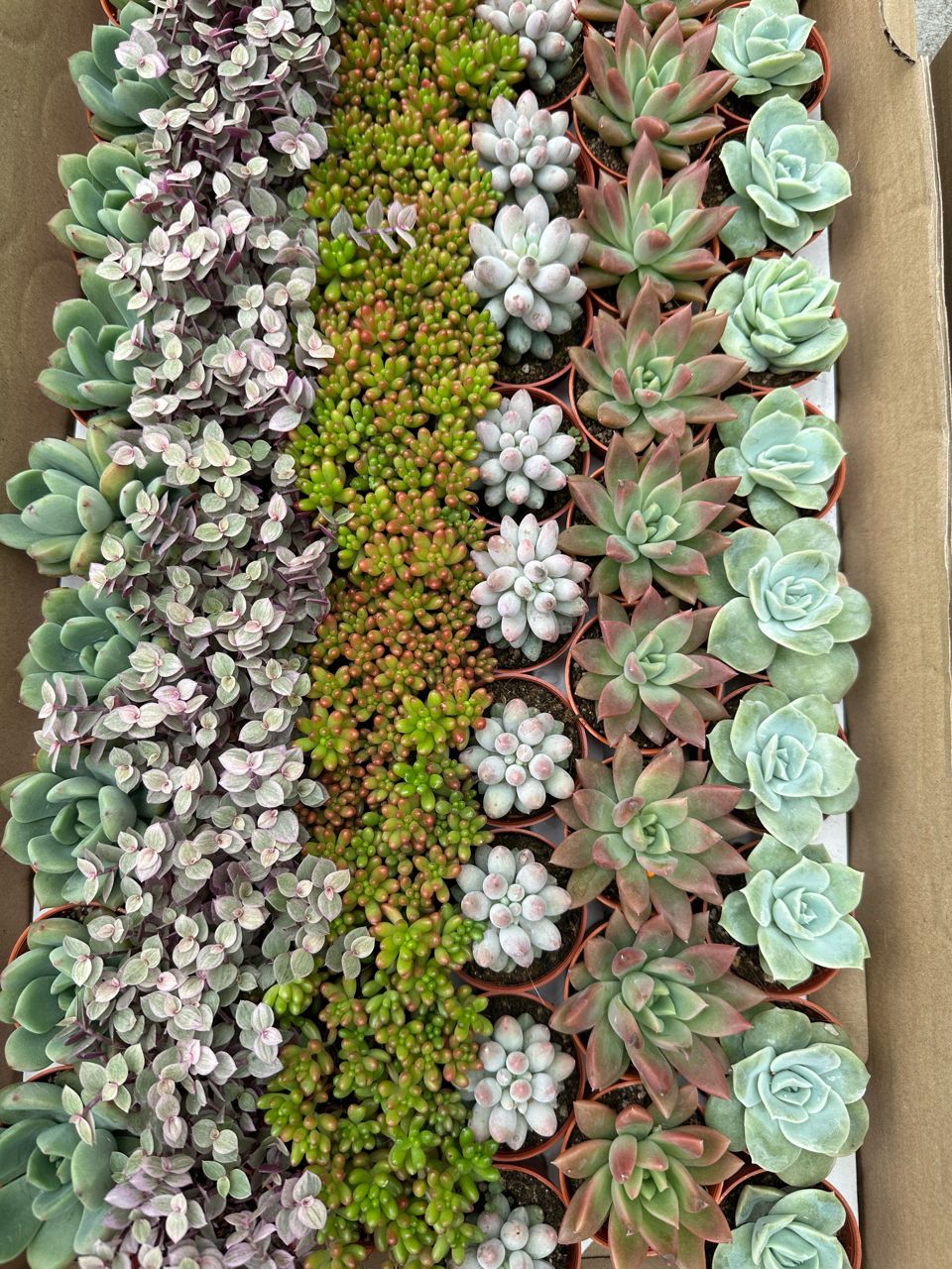 Succulents